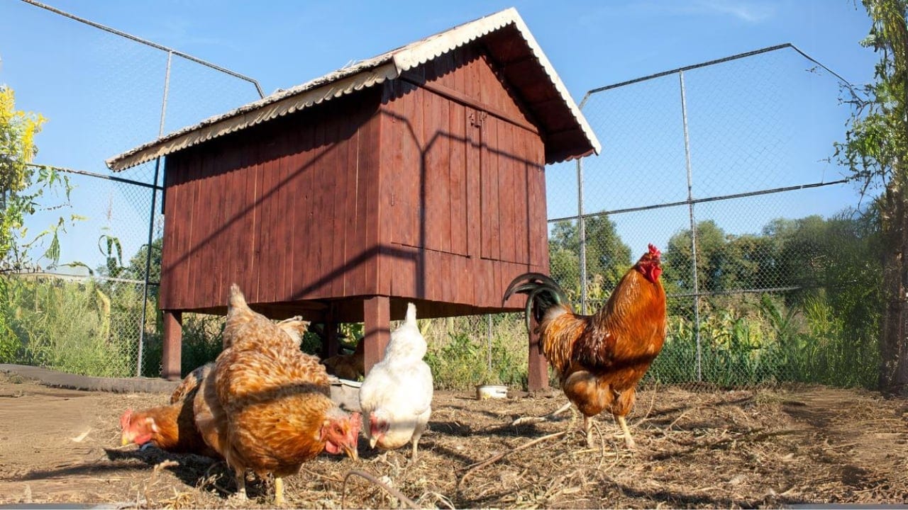 15 Must-Haves for a Safe & Happy Chicken Coop 5 15 Must-Haves for a Safe & Happy Chicken Coop - Closed Chicken Coops dp103973166