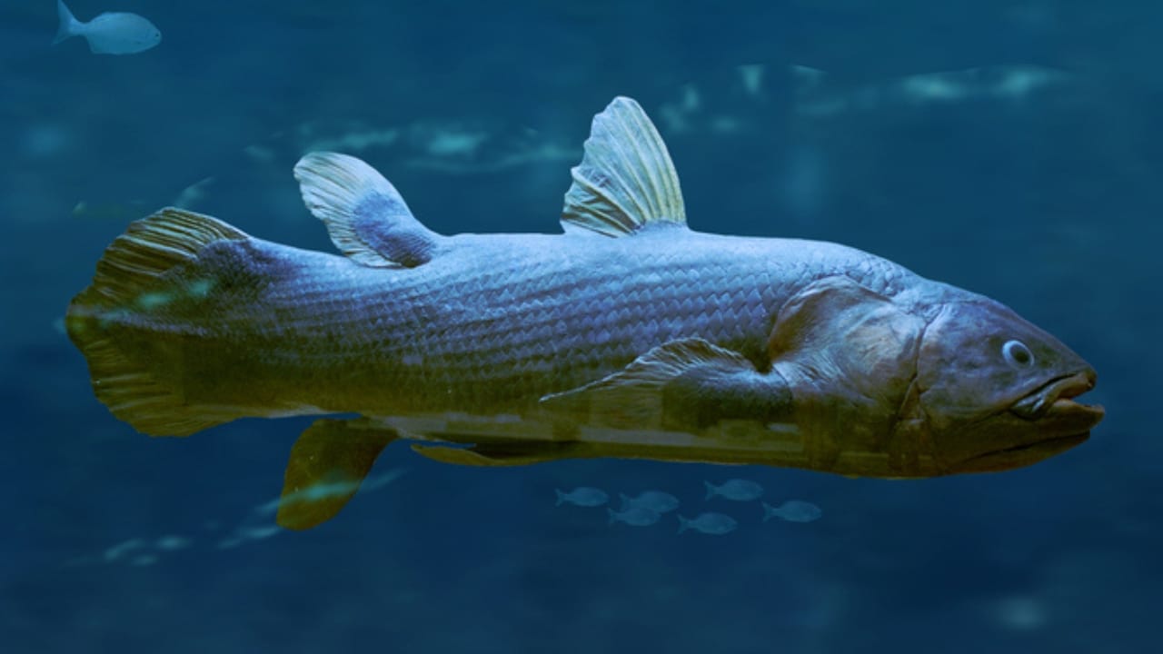 Still Alive: 18 Species That Have Outlasted Mass Extinctions 2 Still Alive: 18 Species That Have Outlasted Mass Extinctions - Coelacanth ss1700670148