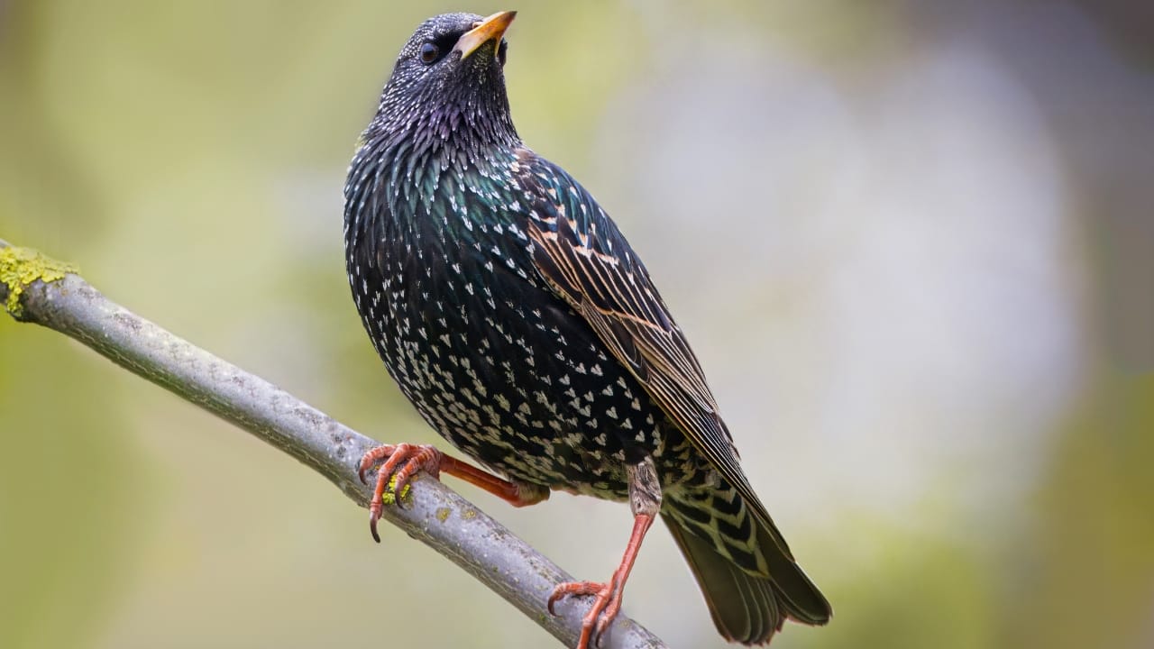 The Dark Cloud That's Actually Birds: Fall's Amazing Starling Show Happening Now 8 The Dark Cloud That's Actually Birds: Fall's Amazing Starling Show Happening Now - Common starling bird ss2451463559