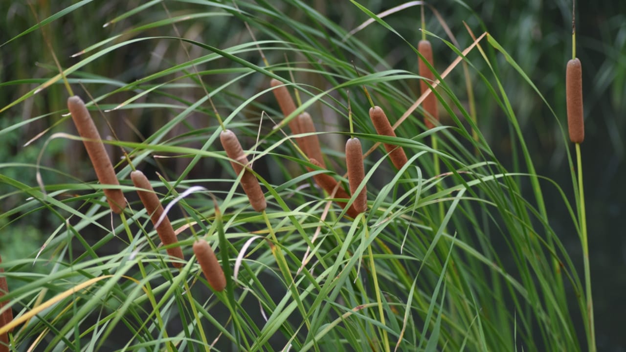 13 Life-Saving Plants That Can Filter Water in a Pinch 6 13 Life-Saving Plants That Can Filter Water in a Pinch - Common Cattail ss2025395990