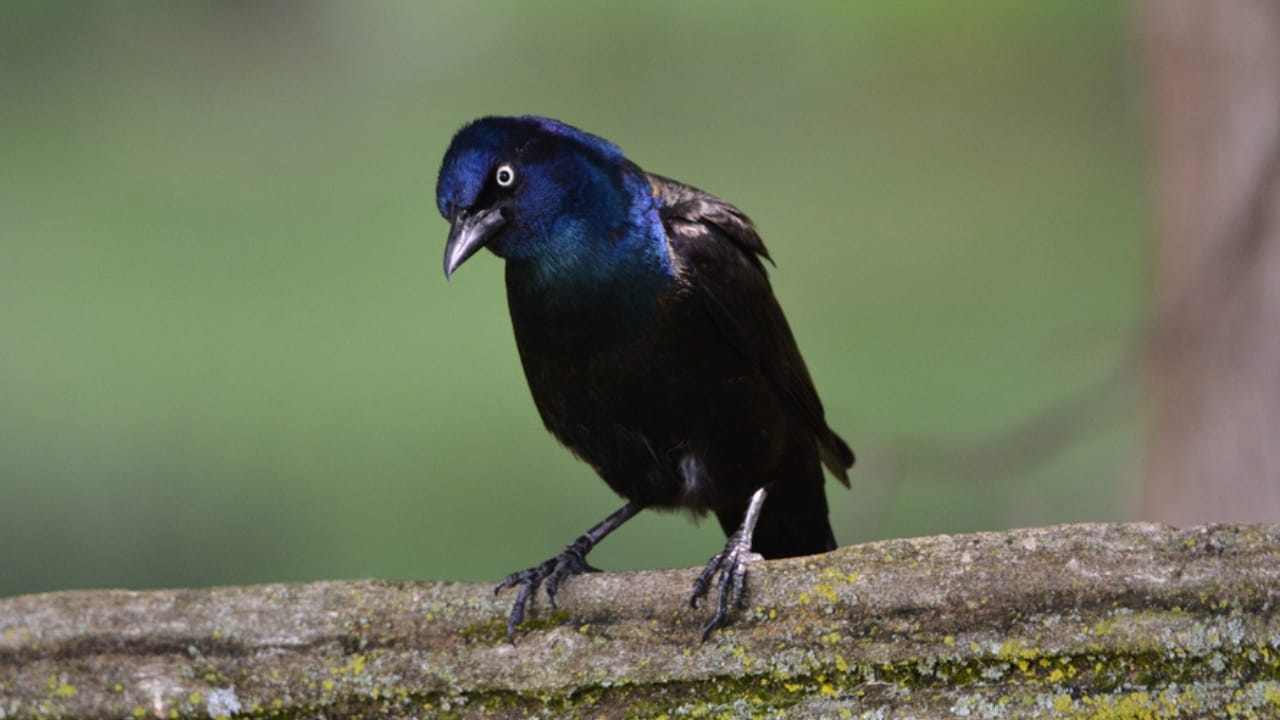 14 Birds Known for Causing Chaos in Your Yard 11 14 Birds Known for Causing Chaos in Your Yard - Common Grackle dp456529840