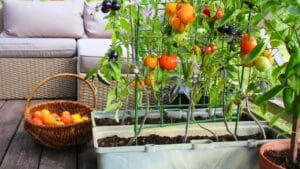 20 Best Vegetables for High-Yield Container Gardening 1 20 Best Vegetables for High-Yield Container Gardening - Container vegetables gardening patio ss1502063405 degm