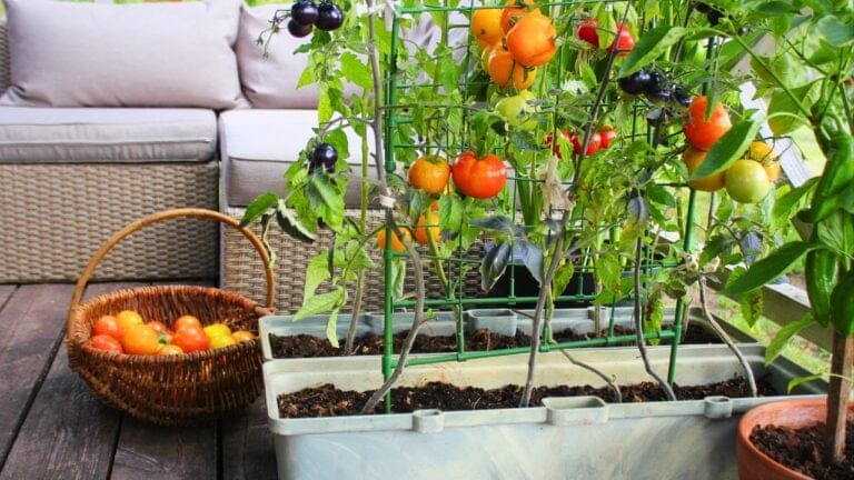 20 Best Vegetables for High-Yield Container Gardening 1 20 Best Vegetables for High-Yield Container Gardening - Container vegetables gardening patio ss1502063405 degm