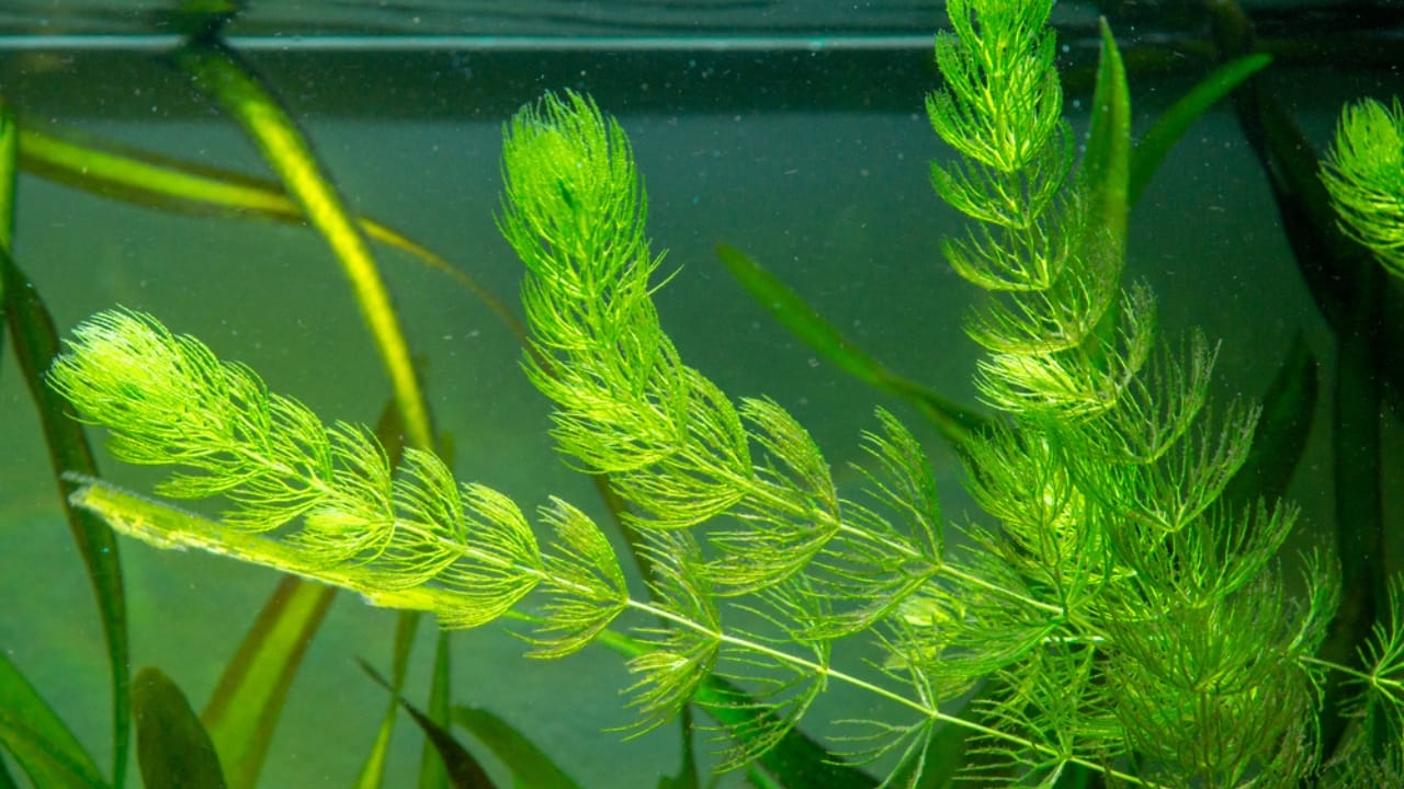 13 Life-Saving Plants That Can Filter Water in a Pinch 13 13 Life-Saving Plants That Can Filter Water in a Pinch - Coontail ss1674314848