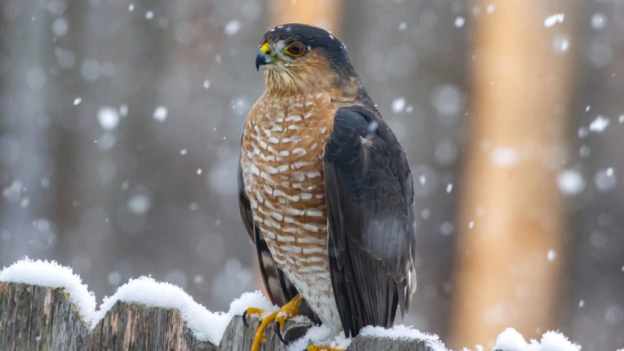 14 Birds Known for Causing Chaos in Your Yard 7 14 Birds Known for Causing Chaos in Your Yard - Coopers Hawk dp298309230