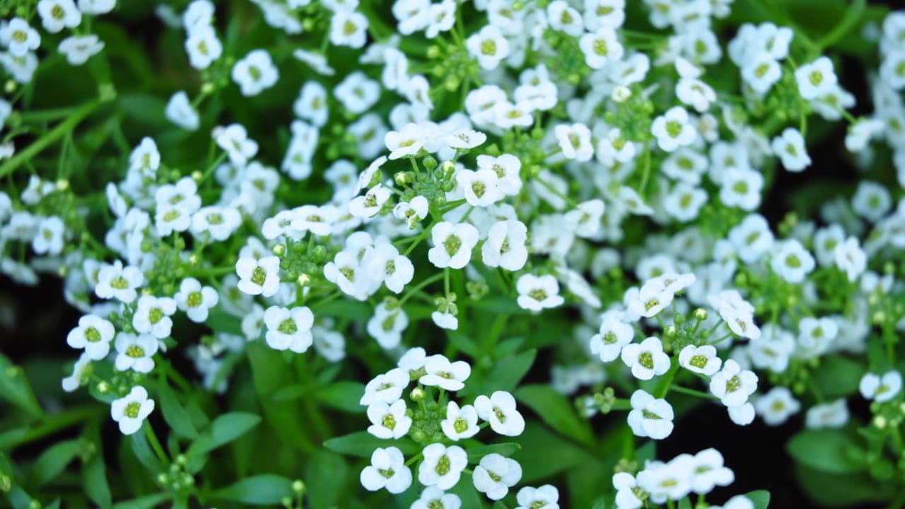 10 Must-Have Plants for a Beautiful & Inviting Gravel Path 11 10 Must-Have Plants for a Beautiful & Inviting Gravel Path - Corsican Sandwort dp40117083