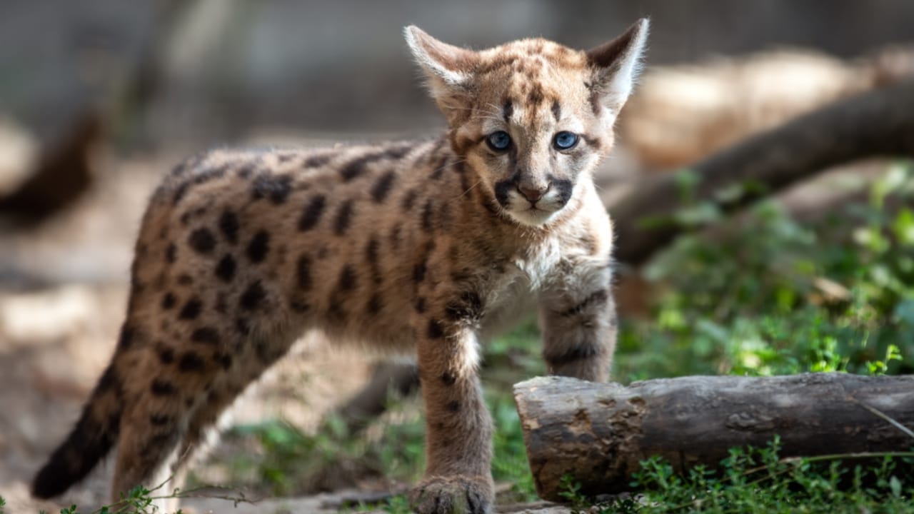 15 Fascinating Facts About Cougars, North America’s Secretive Big Cat 13 15 Fascinating Facts About Cougars, North America’s Secretive Big Cat - Cougar Cub ss1247221471