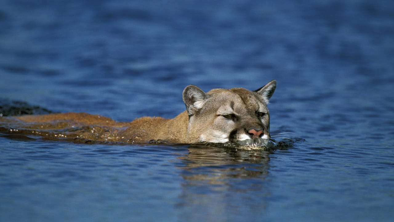 15 Fascinating Facts About Cougars, North America’s Secretive Big Cat 16 15 Fascinating Facts About Cougars, North America’s Secretive Big Cat - Cougar ss1645792369