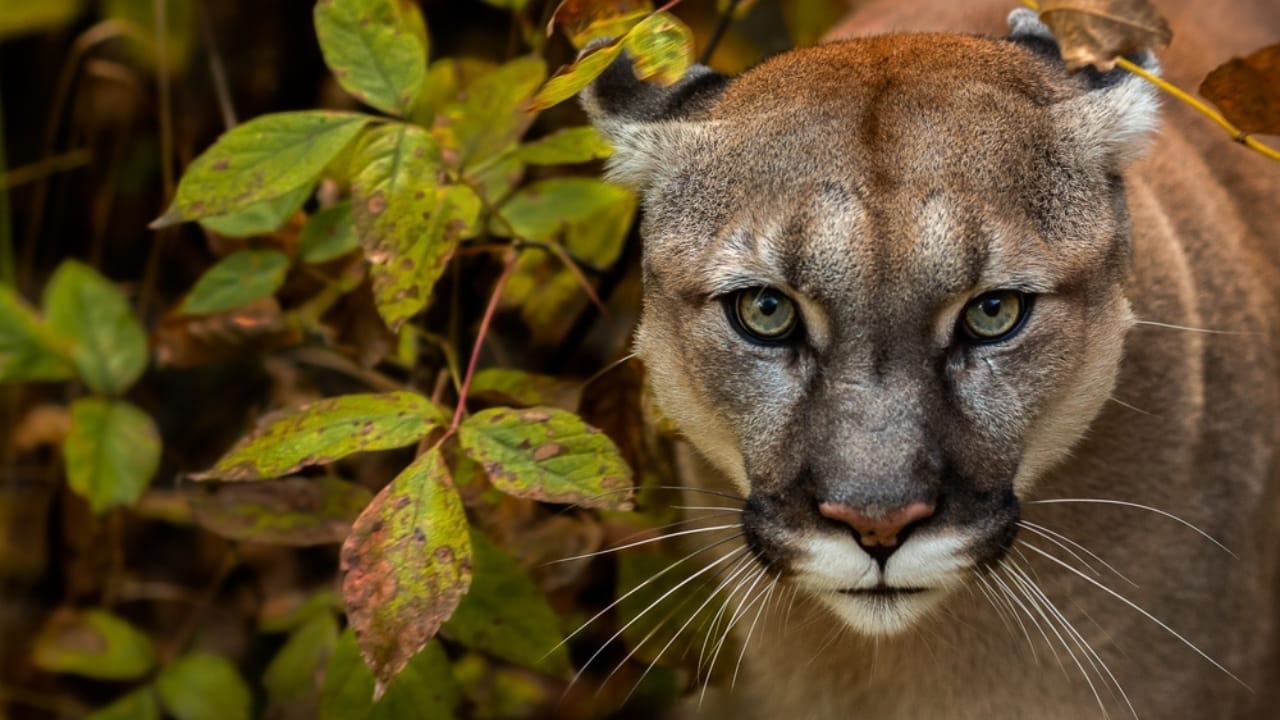 15 Fascinating Facts About Cougars, North America’s Secretive Big Cat 15 15 Fascinating Facts About Cougars, North America’s Secretive Big Cat - Cougar ss2064317138