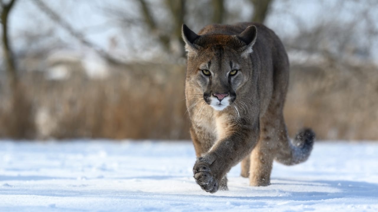 15 Fascinating Facts About Cougars, North America’s Secretive Big Cat 12 15 Fascinating Facts About Cougars, North America’s Secretive Big Cat - Cougar ss2189608859