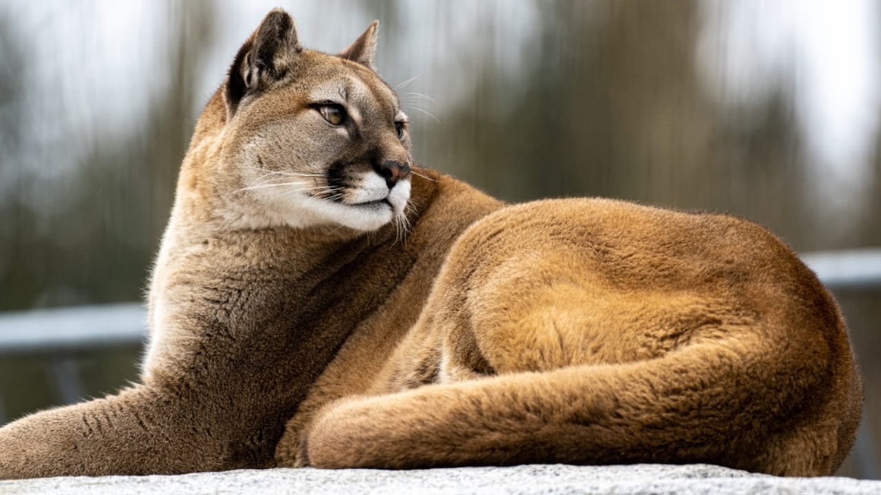 15 Fascinating Facts About Cougars, North America’s Secretive Big Cat 11 15 Fascinating Facts About Cougars, North America’s Secretive Big Cat - Cougar ss2292025545