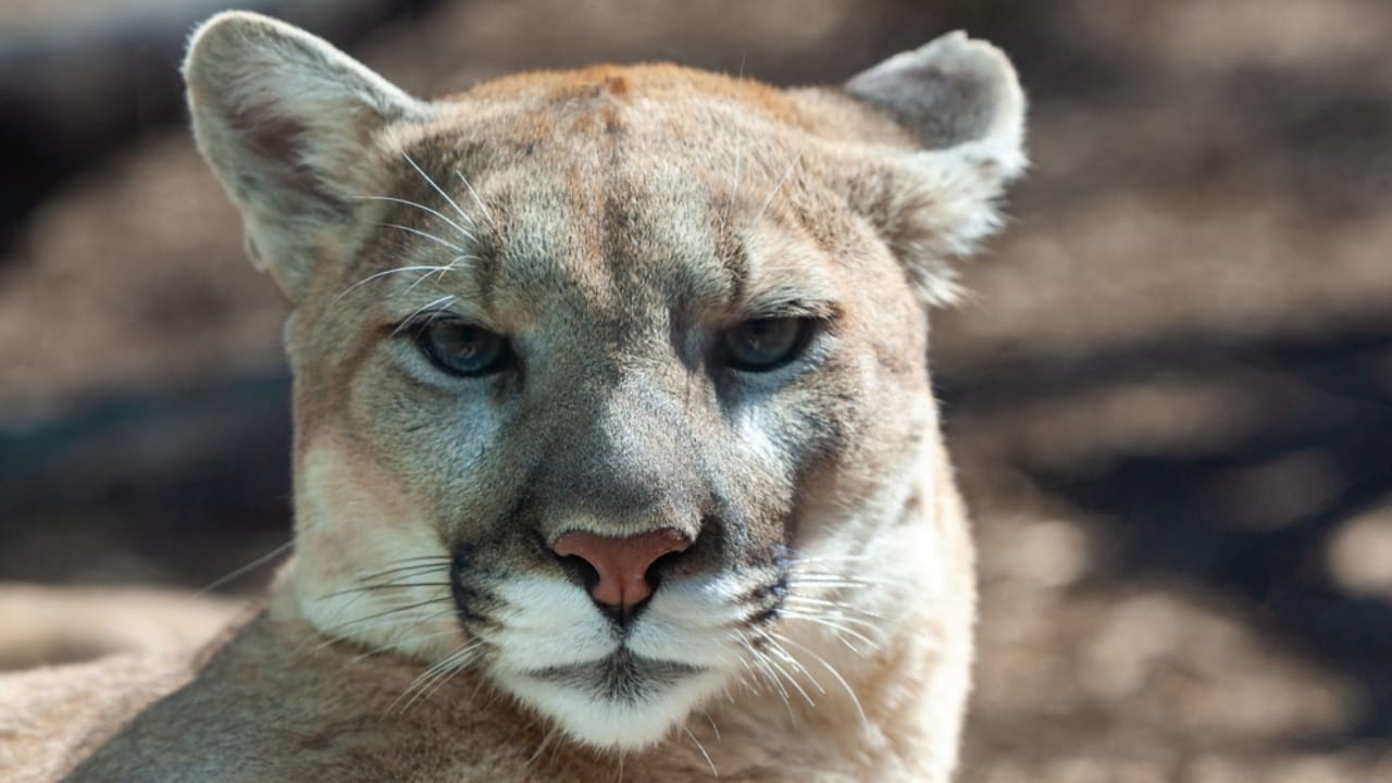 15 Fascinating Facts About Cougars, North America’s Secretive Big Cat 4 15 Fascinating Facts About Cougars, North America’s Secretive Big Cat - Cougar ss2414437233