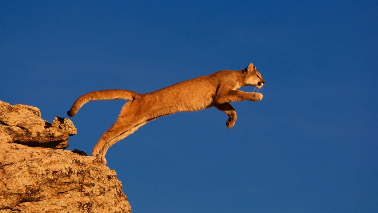 15 Fascinating Facts About Cougars, North America’s Secretive Big Cat 3 15 Fascinating Facts About Cougars, North America’s Secretive Big Cat - Cougar ss503077702