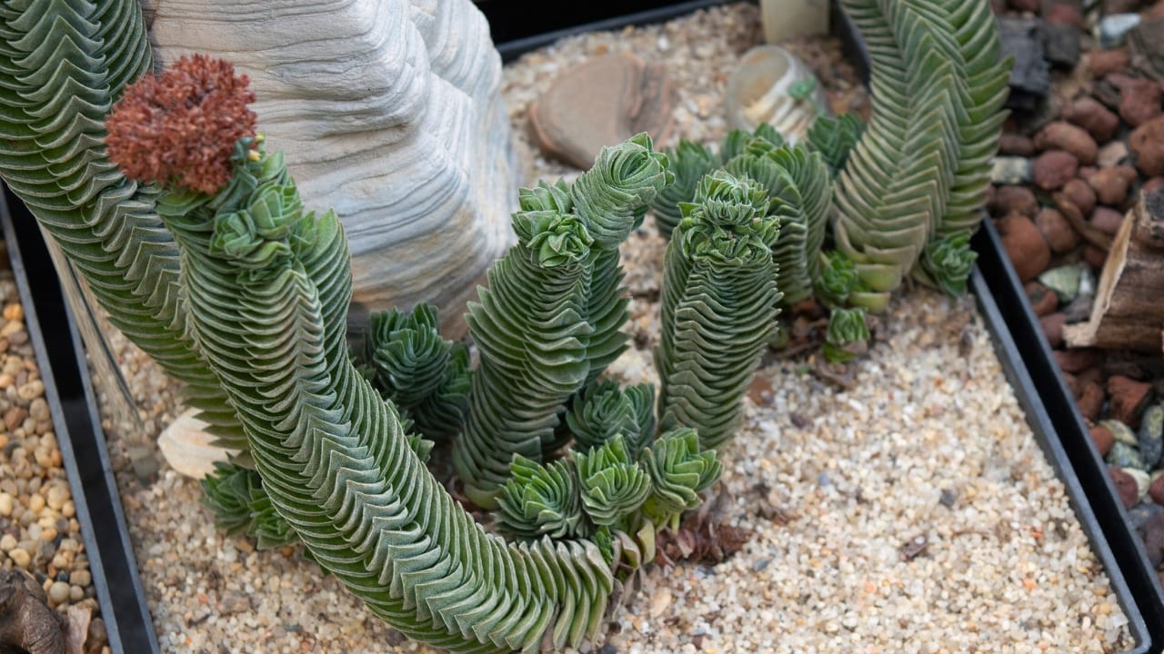 17 Unusual Houseplants That Add Charm & Character to Any Room 8 buddha temple plant