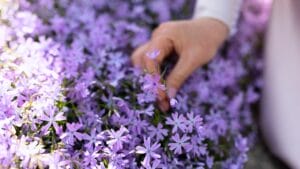 Say Goodbye to Weeds with These 15 Creeping Garden Path Plants 1 Say Goodbye to Weeds with These 15 Creeping Garden Path Plants - Creeping Phlox ss2285682293