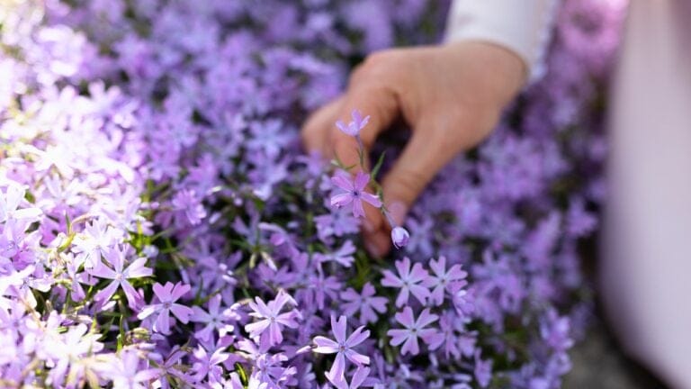 Say Goodbye to Weeds with These 15 Creeping Garden Path Plants 9 Say Goodbye to Weeds with These 15 Creeping Garden Path Plants - Creeping Phlox ss2285682293