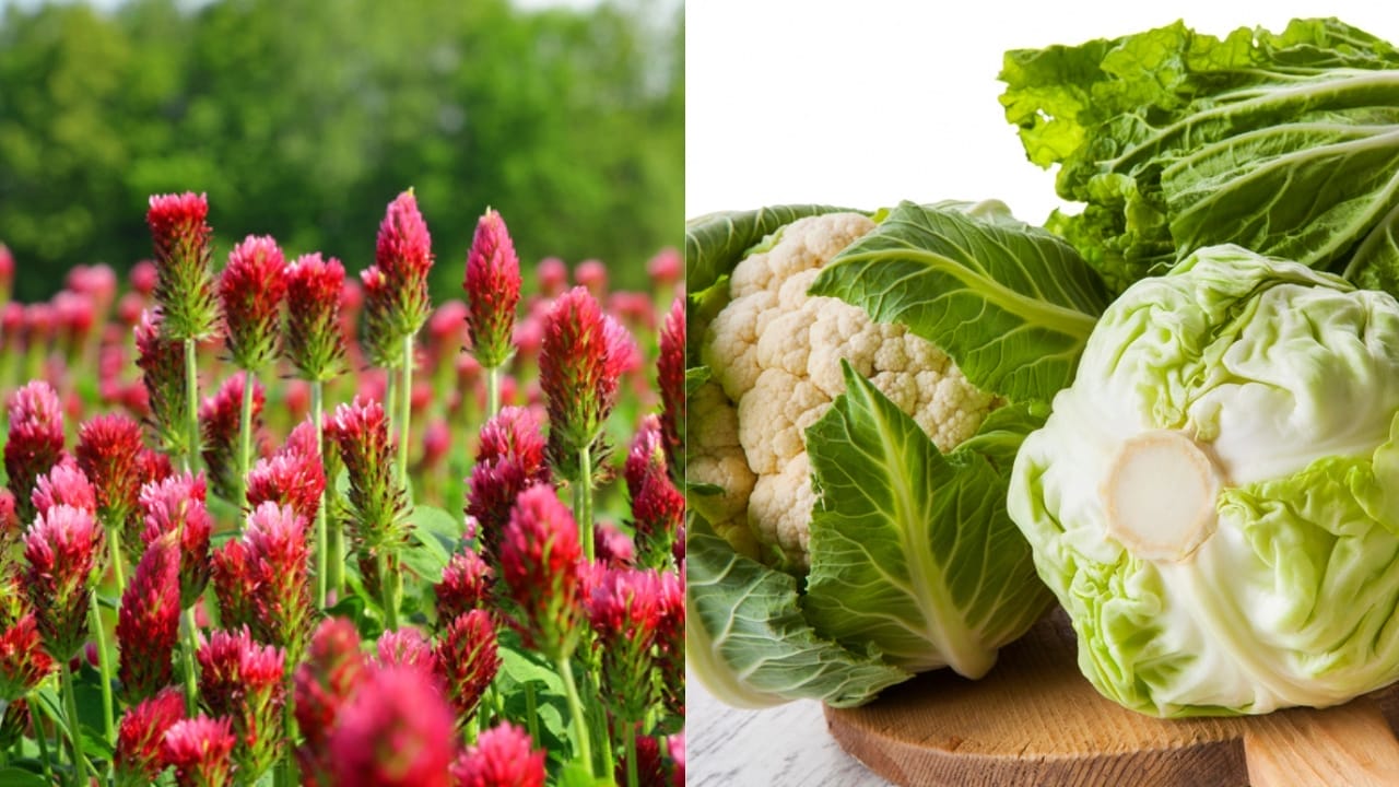 Weed Control the Natural Way: 5 Companion Plant Pairs Every Gardener Should Try 2 Weed Control the Natural Way: 5 Companion Plant Pairs Every Gardener Should Try - Crimson Clover dp200582750 Cole Crops dp27418161