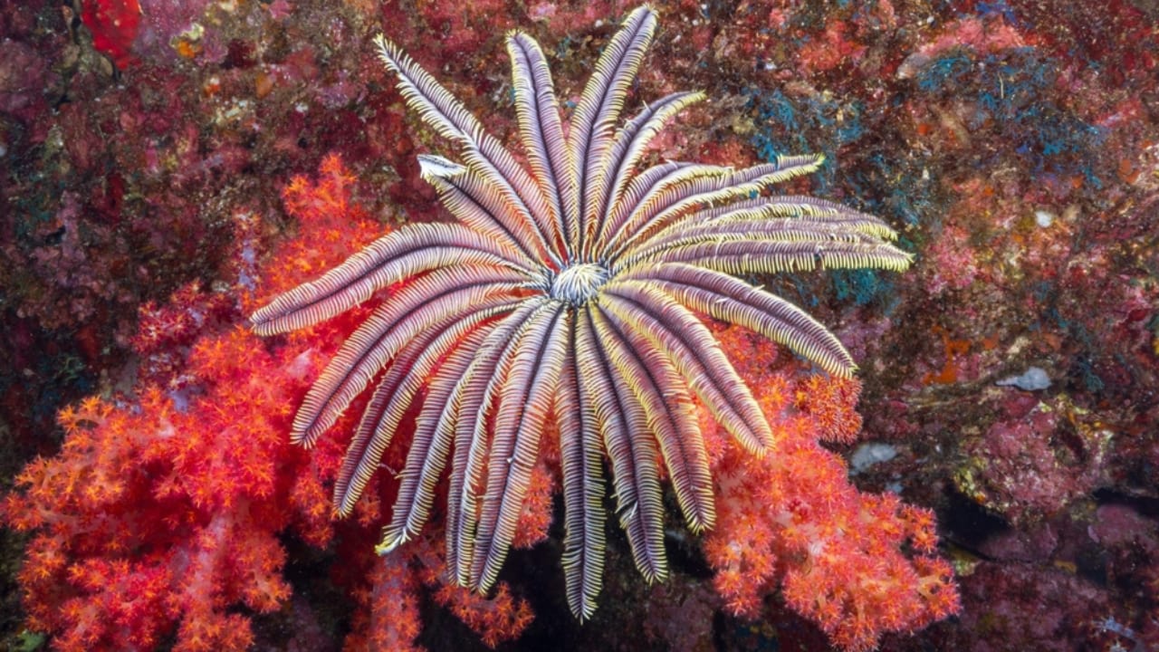 Still Alive: 18 Species That Have Outlasted Mass Extinctions 18 Still Alive: 18 Species That Have Outlasted Mass Extinctions - Crinoid ss2129172725