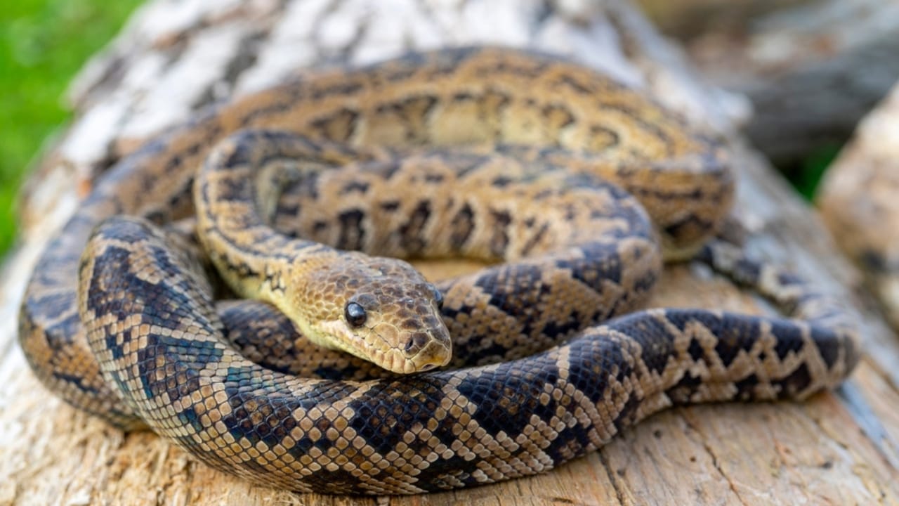 America’s Largest Snakes: 12 Giants of Epic Proportions 10 America’s Largest Snakes: 12 Giants of Epic Proportions - Cuban Boa ss2056811588