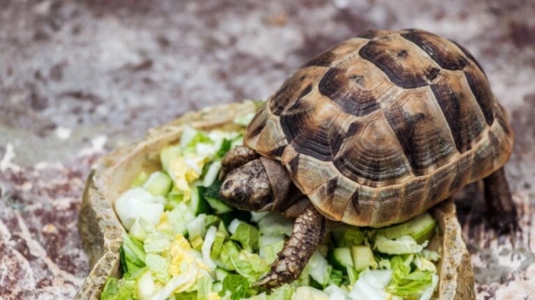 Crafting a Balanced Diet for Your Pet Turtle - a Handy Guide 4 Crafting a Balanced Diet for Your Pet Turtle - a Handy Guide - Cute turtle eating fresh sliced vegetables dp272288410