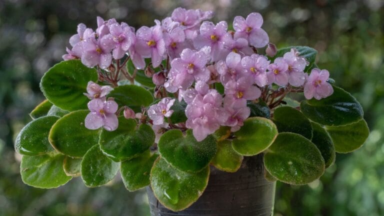 15 Houseplants That’ll Stay Cute & Manageable 6 15 Houseplants That’ll Stay Cute & Manageable - Delicate miniature ss2010362645