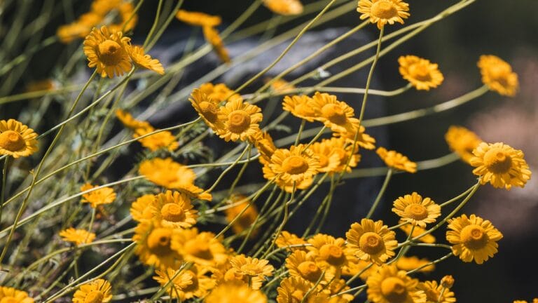 15 Hardy Plants That Thrive in Dry, Desert Landscapes 4 15 Hardy Plants That Thrive in Dry, Desert Landscapes - Desert Marigold Baileya Multiradiata ss2331288637