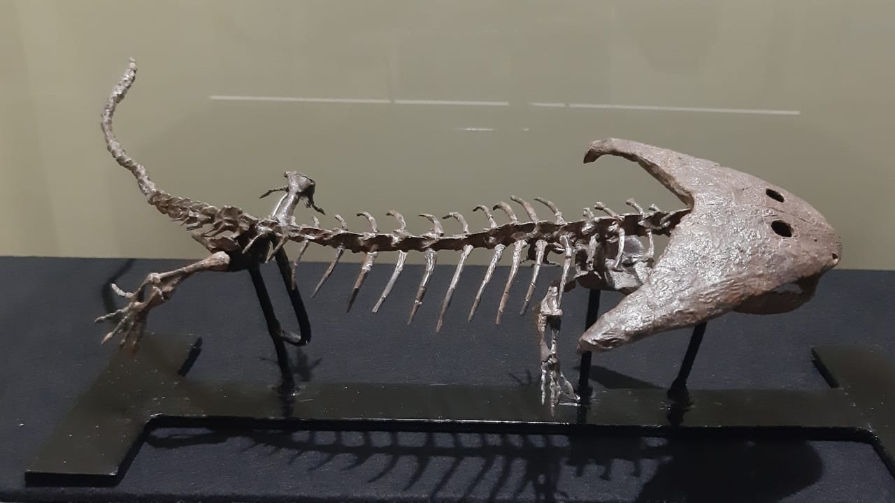 10 of the Weirdest Extinct Animals You've Never Heard Of 4 10 of the Weirdest Extinct Animals You've Never Heard Of - Diplocaulus magnicornis fossil wc