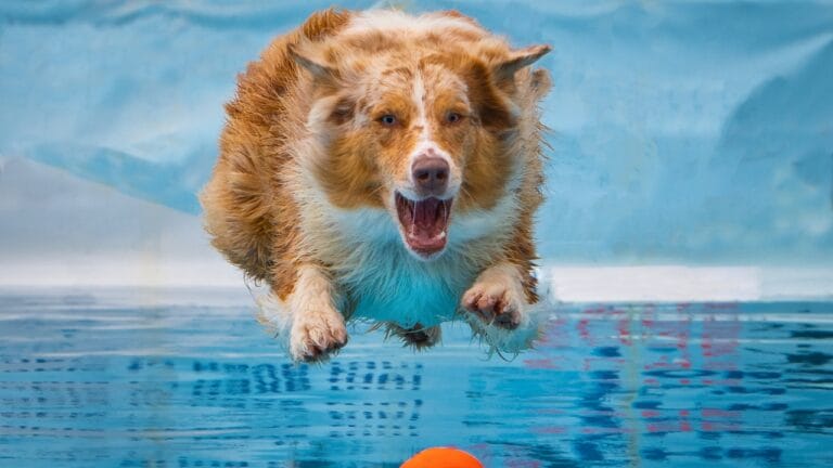 9 Dog-Friendly Hobbies to Strengthen Your Connection with Your Pup 1 9 Dog-Friendly Hobbies to Strengthen Your Connection with Your Pup - Dock diving orange and white dog ss1718539963