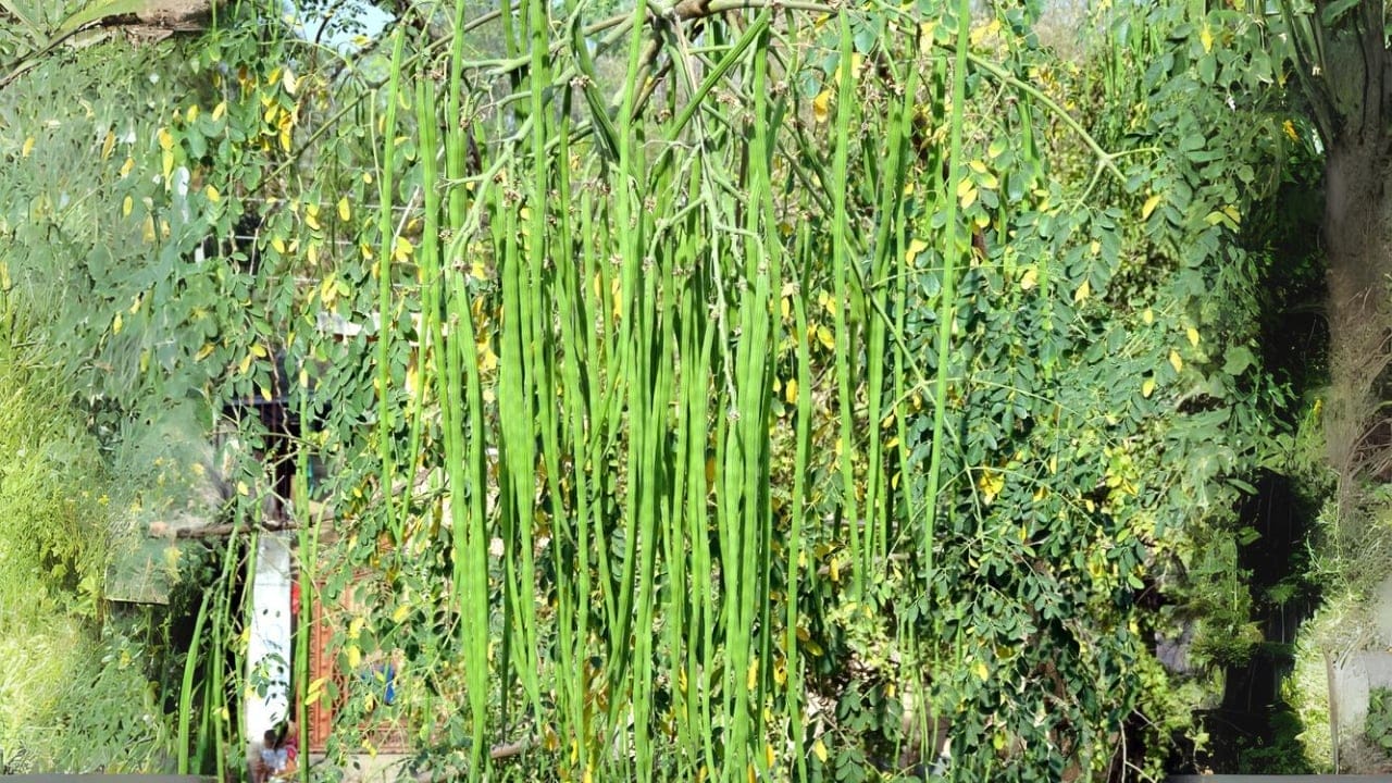 13 Life-Saving Plants That Can Filter Water in a Pinch 5 13 Life-Saving Plants That Can Filter Water in a Pinch - Drumstick Tree ss1048534567