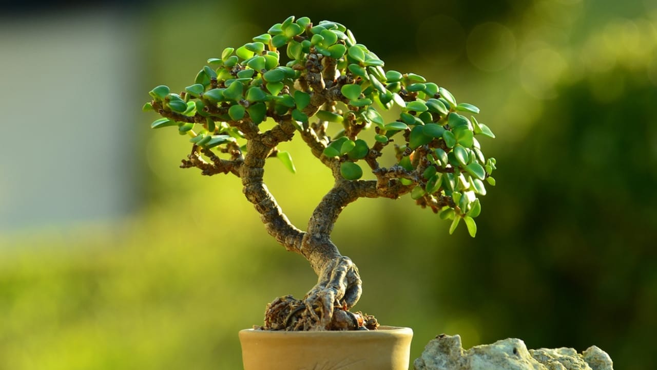 15 Houseplants That’ll Stay Cute & Manageable 12 15 Houseplants That’ll Stay Cute & Manageable - Dwarf Jade Plant ss1877993242