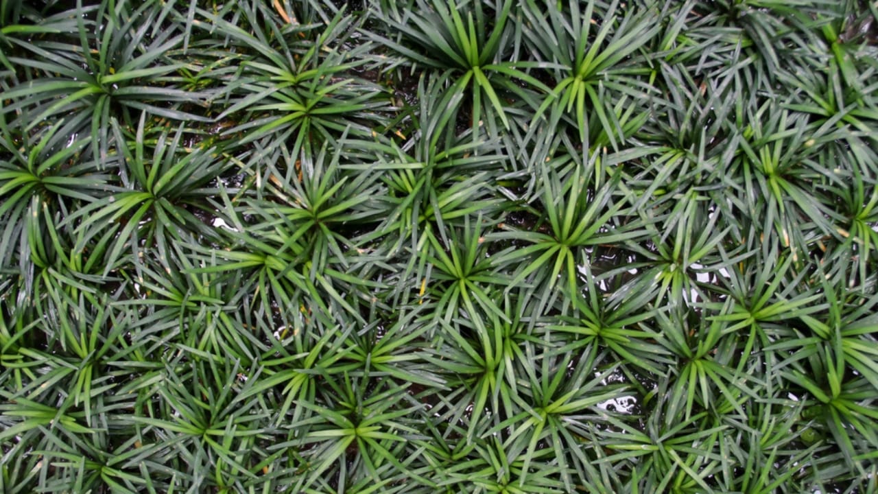 10 Must-Have Plants for a Beautiful & Inviting Gravel Path 5 10 Must-Have Plants for a Beautiful & Inviting Gravel Path - Dwarf Mondo Grass dp665084498