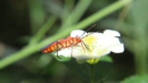 Ditch the Pesticides: 15 Natural Pest-Repelling Plants for a Thriving Garden 1 Ditch the Pesticides: 15 Natural Pest-Repelling Plants for a Thriving Garden - Dysdercus from the Pyrrhocoridae family ss2153444445