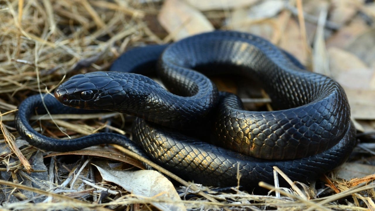 America’s Largest Snakes: 12 Giants of Epic Proportions 5 America’s Largest Snakes: 12 Giants of Epic Proportions - Eastern Indigo Snake ss129768614