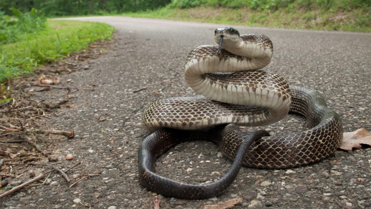 America’s Largest Snakes: 12 Giants of Epic Proportions 6 America’s Largest Snakes: 12 Giants of Epic Proportions - Eastern Rat Snake ss1936653043