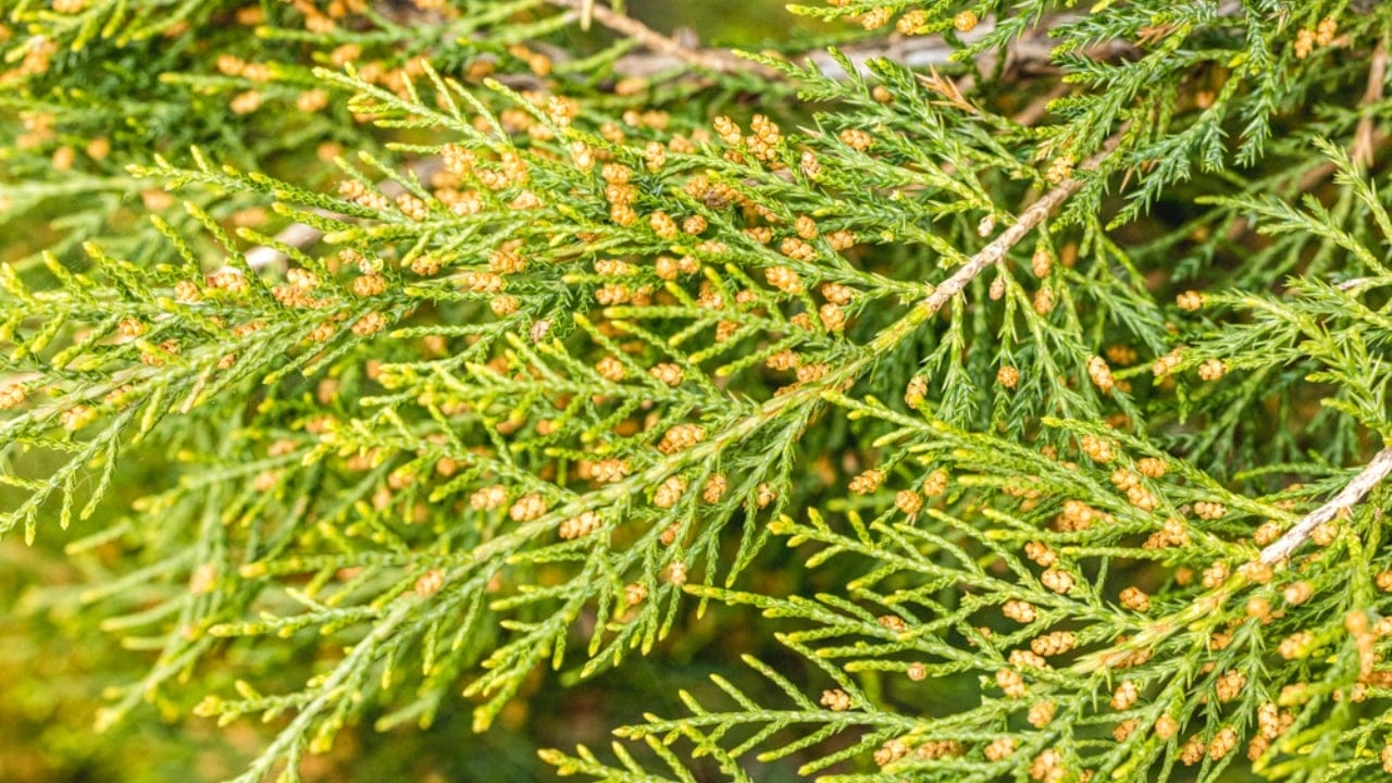 10 Beautiful Privacy Trees to Transform Your Fence Line into a Secluded Oasis 8 10 Beautiful Privacy Trees to Transform Your Fence Line into a Secluded Oasis - Eastern Red Cedar dp752105602