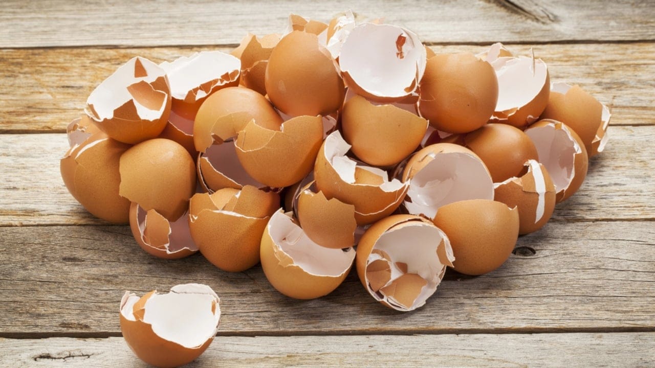 18 DIY Chicken Feed Ideas to Boost Egg Nutrition — No Store-Bought Feed Needed - Eggshells dp40630785