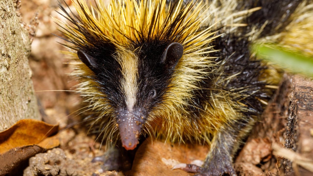 25 Real Animals That Look Too Unique to Be True 3 25 Real Animals That Look Too Unique to Be True - Endemic Tailless tenrec dp309115314