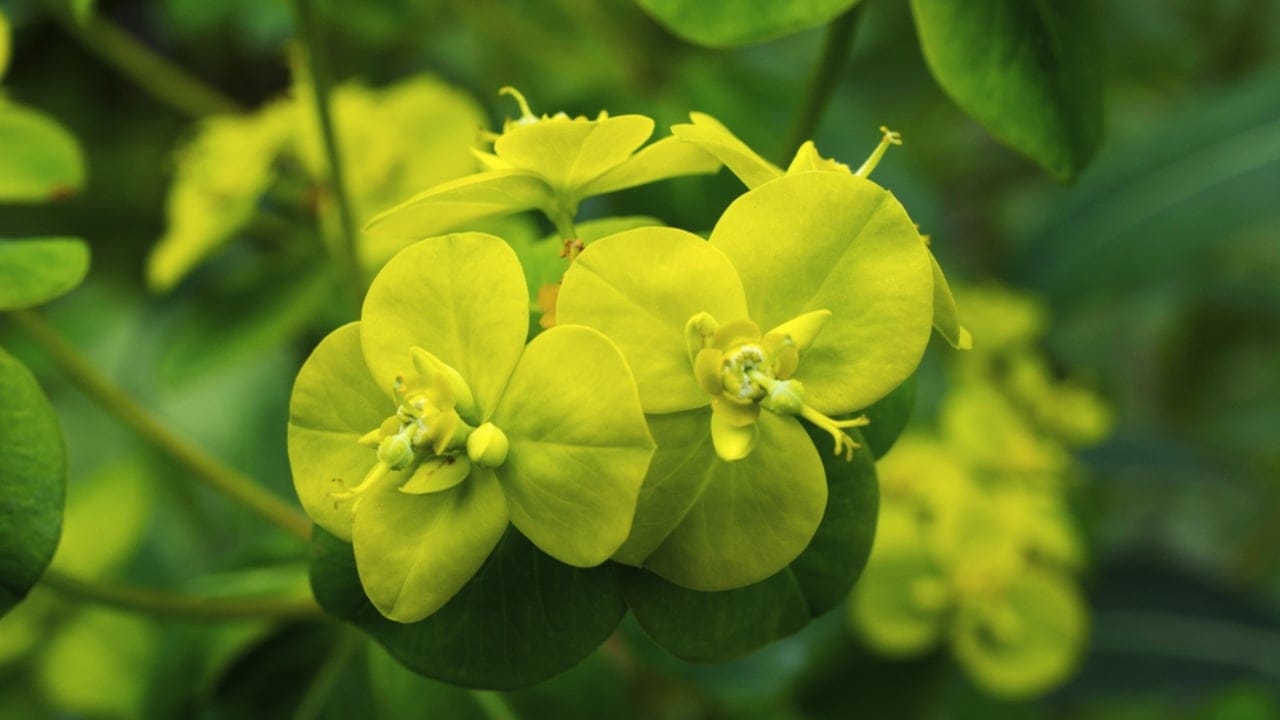 Don’t Risk It: 16 Perennials You Should Never Divide - Euphorbia dp211913696