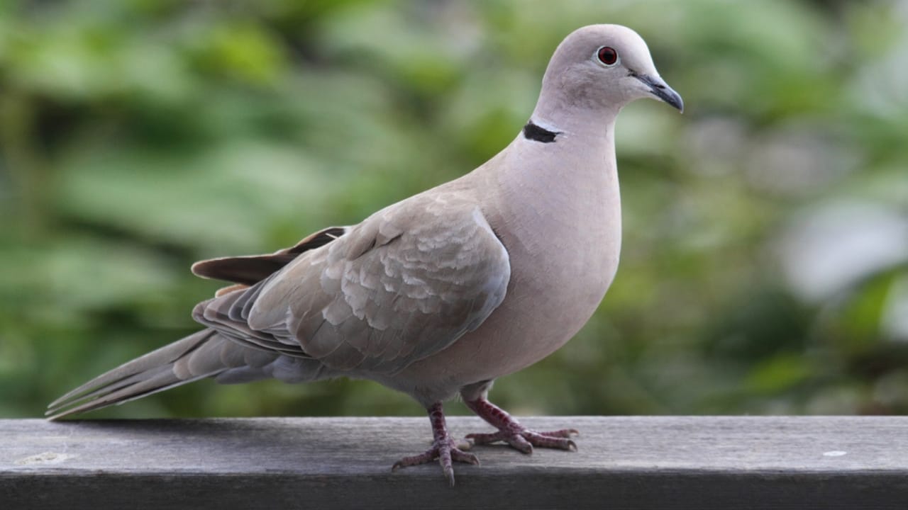 14 Birds Known for Causing Chaos in Your Yard 9 14 Birds Known for Causing Chaos in Your Yard - Eurasian Collared Dove dp12394816