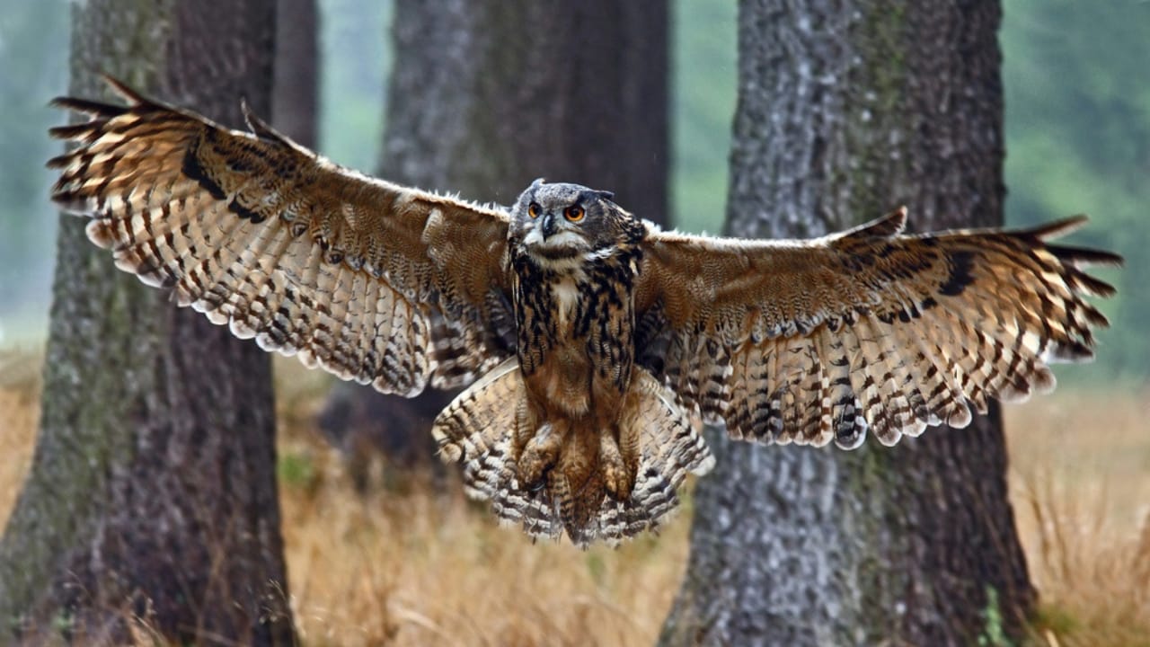 15 Fierce Birds of Prey That Rule the Skies 5 15 Fierce Birds of Prey That Rule the Skies - Eurasian Eagle Owl dp102975050