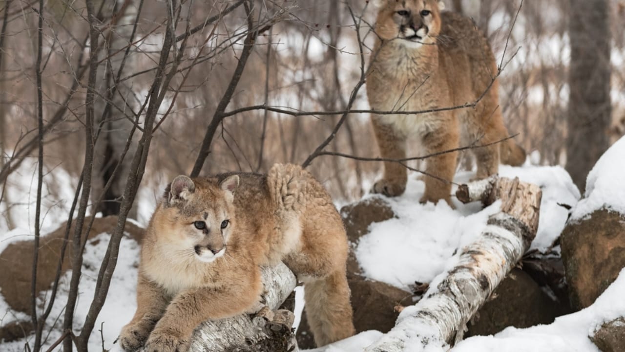 15 Fascinating Facts About Cougars, North America’s Secretive Big Cat 5 15 Fascinating Facts About Cougars, North America’s Secretive Big Cat - Female Cougar ss2509865971