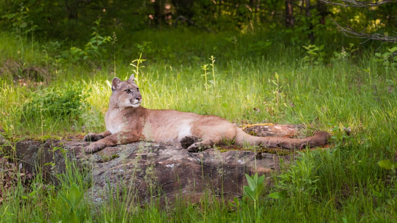 15 Fascinating Facts About Cougars, North America’s Secretive Big Cat 10 15 Fascinating Facts About Cougars, North America’s Secretive Big Cat - Female Cougar ss460553617