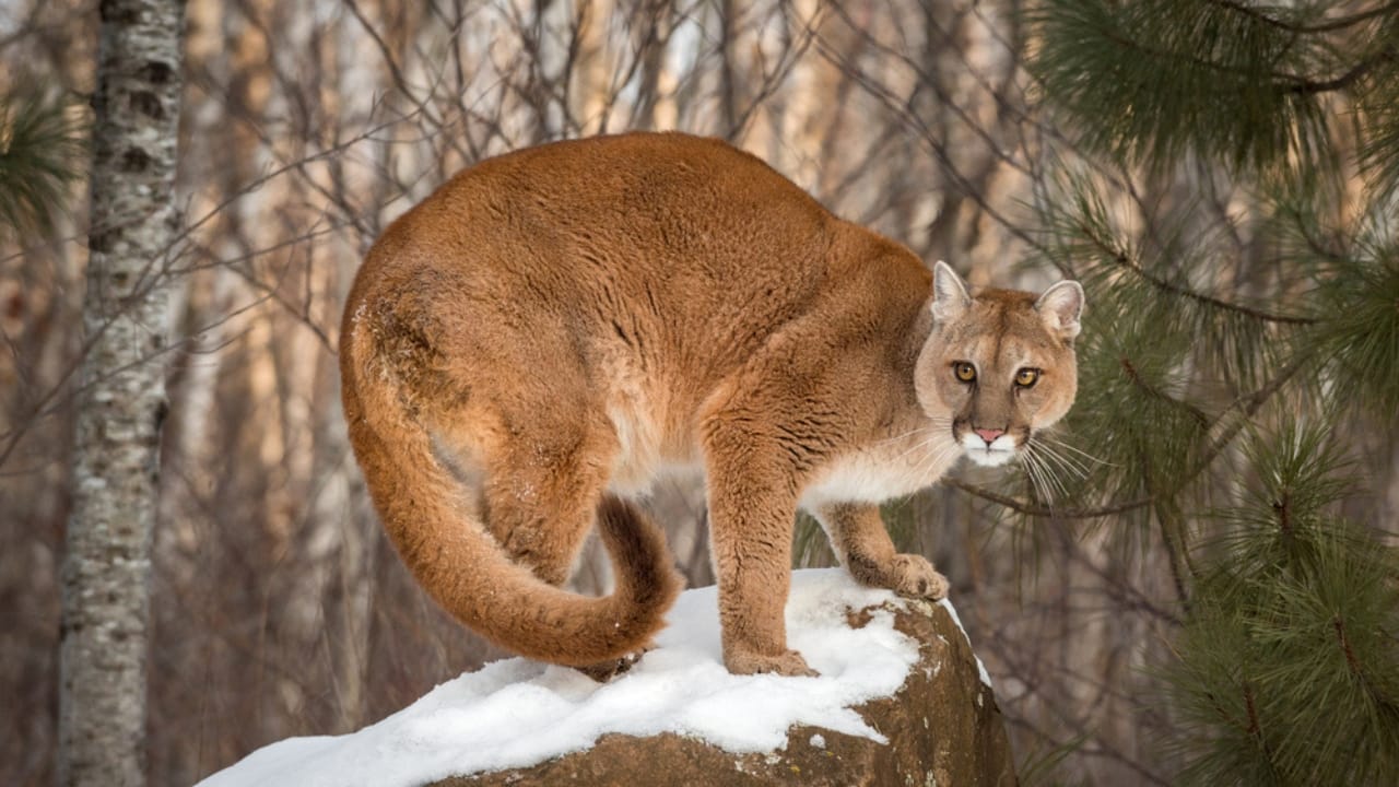 15 Fascinating Facts About Cougars, North America’s Secretive Big Cat 8 15 Fascinating Facts About Cougars, North America’s Secretive Big Cat - Female Cougar ss596672051