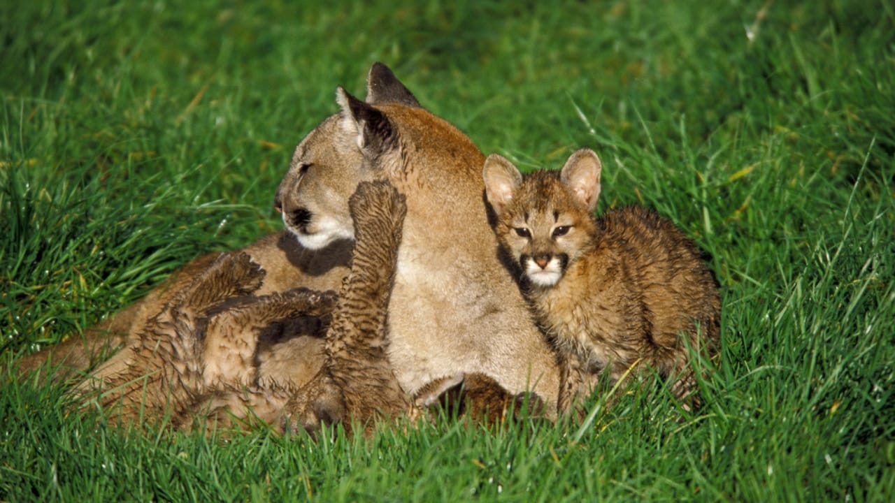 15 Fascinating Facts About Cougars, North America’s Secretive Big Cat 9 15 Fascinating Facts About Cougars, North America’s Secretive Big Cat - Female Cougar with Cub ss1647617146