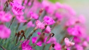 15 Weed-Busting & Drought-Proof Plants That Pull Double Duty 1 15 Weed-Busting & Drought-Proof Plants That Pull Double Duty - Firewitch Dianthus flower ss2322378357