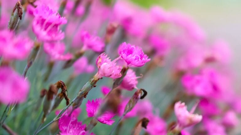 15 Weed-Busting & Drought-Proof Plants That Pull Double Duty 6 15 Weed-Busting & Drought-Proof Plants That Pull Double Duty - Firewitch Dianthus flower ss2322378357