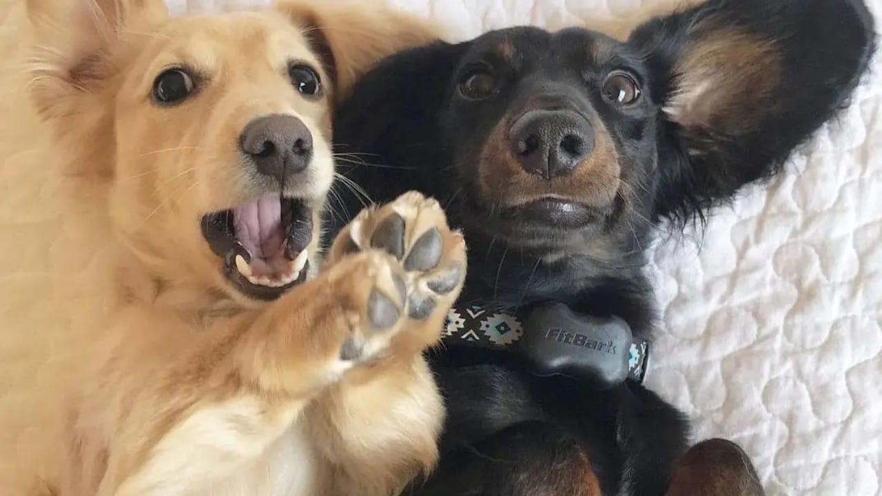 17 Apps Every Pet Owner Should Download Right Now 14 17 Apps Every Pet Owner Should Download Right Now - FitBark Dog Activity Monitor