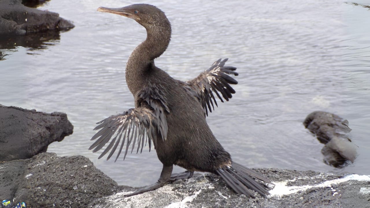 25 Real Animals That Look Too Unique to Be True 15 25 Real Animals That Look Too Unique to Be True - Flightless Cormorant wc