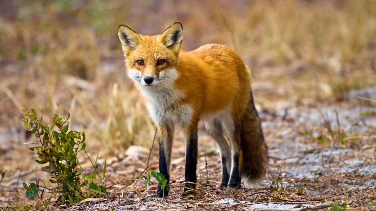 15 U.S. States Where You’re Most Likely to Spot a Fox 14 15 U.S. States Where You’re Most Likely to Spot a Fox - Florida Red Fox ss590245305 degm