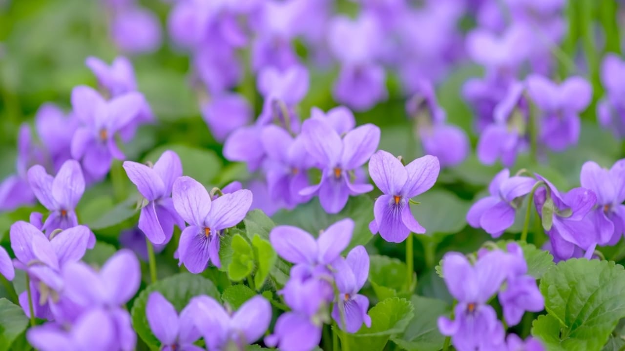 Think Wild Violets Are Weeds? Here’s Why You’re Wrong 5 Think Wild Violets Are Weeds? Here’s Why You’re Wrong - Flower bed with Common violet Viola Odorata ss2247895537